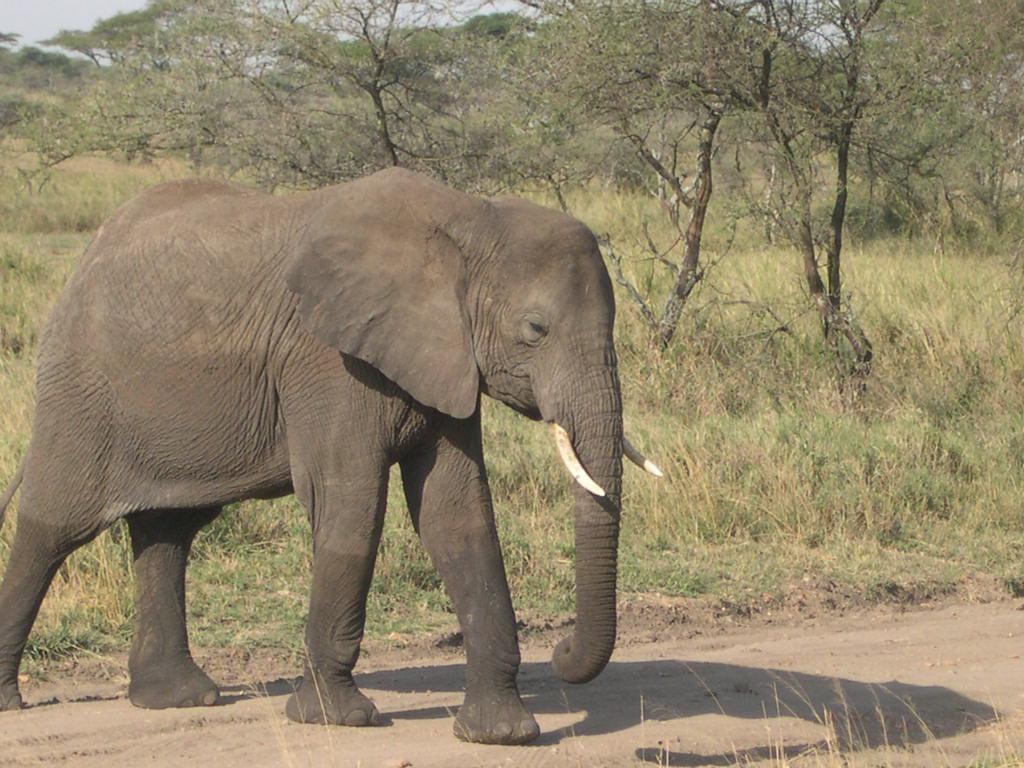 Tanzanie